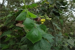 Rhynchosia bracteata
